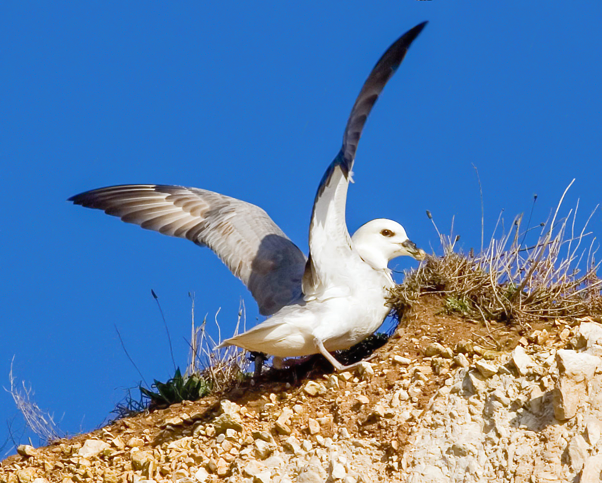 sea bird photograph