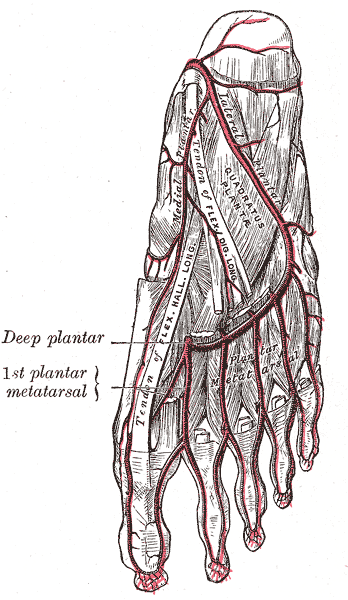 Arteria tibialis posterior