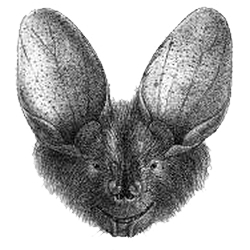 Nycteris macrotis