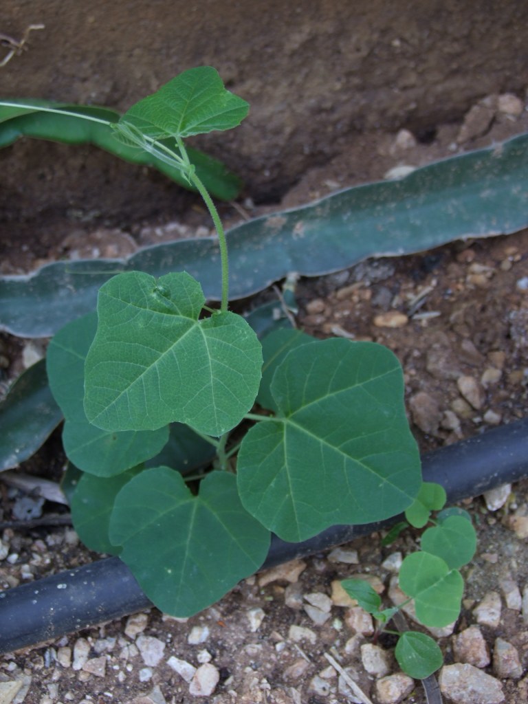 Passiflora morifolia image