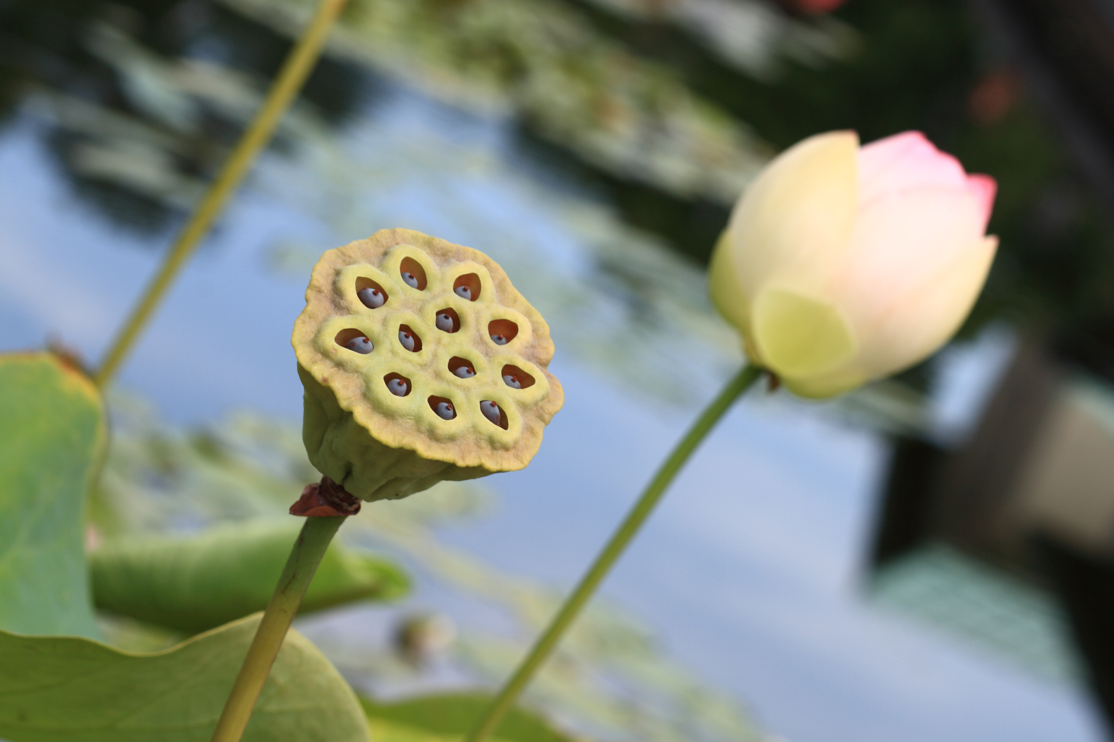 trypophobia lotus pod