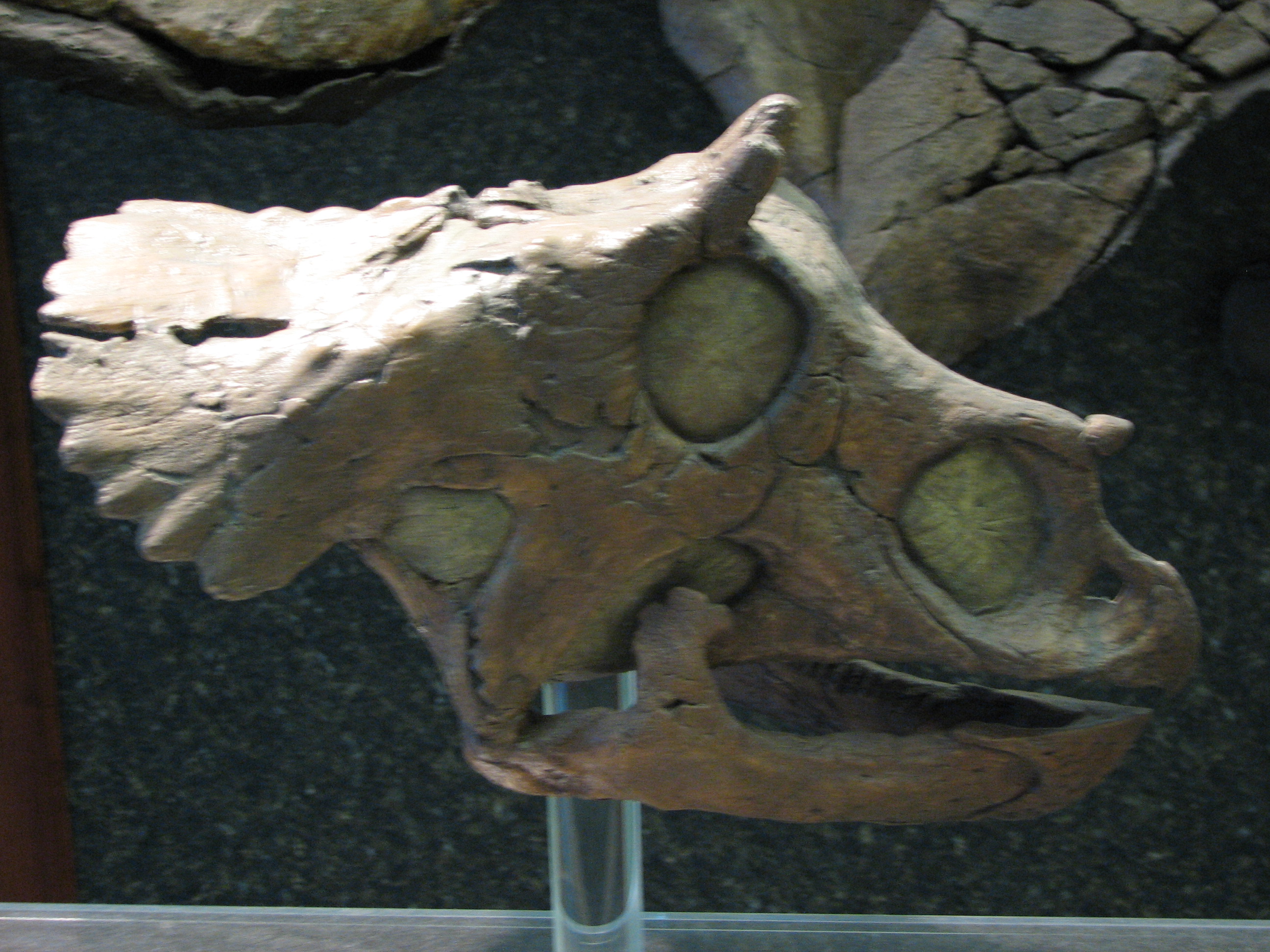 Baby Triceratops Skull