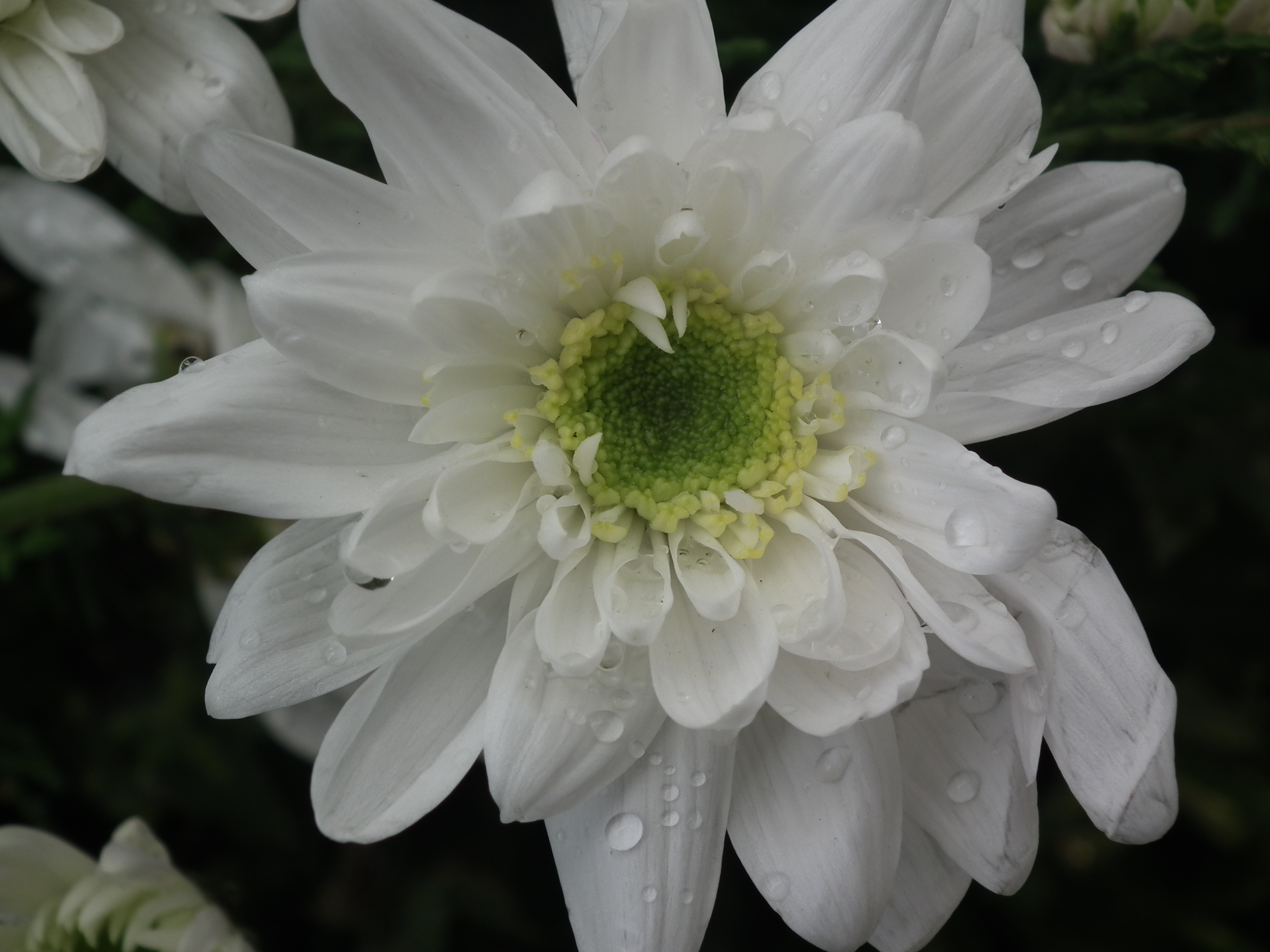 Description White Chrysanthemum from lalbagh 1749.JPG