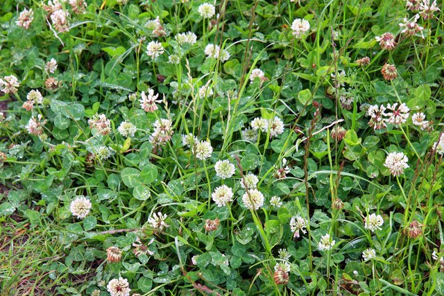 White Clover in the meadow - geograph.org.uk - 1348807