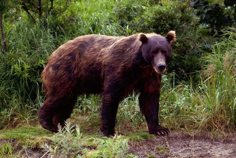 File Brown bear in spring jpg Wikimedia Commons