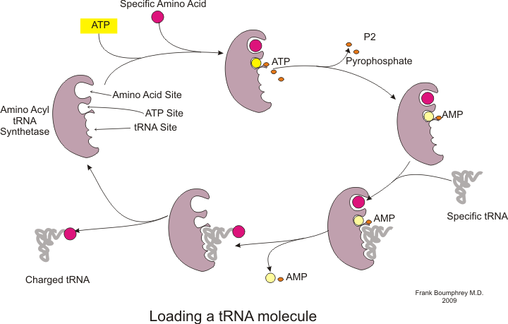 The process of tRNA charging Charge tRNA.png