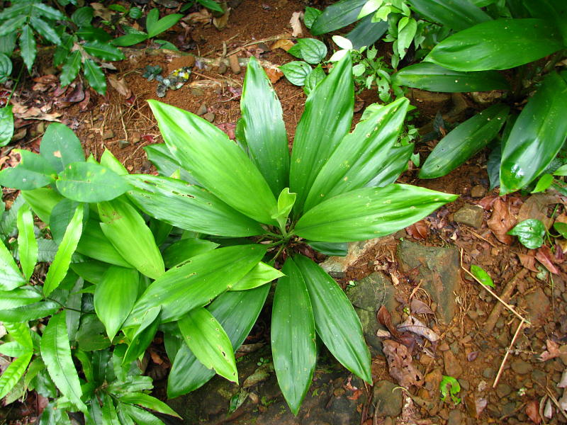 Cordyline image