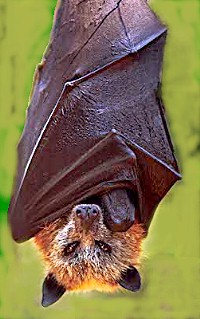 Golden crowned fruit bat (Acerodon jubatus) Re...