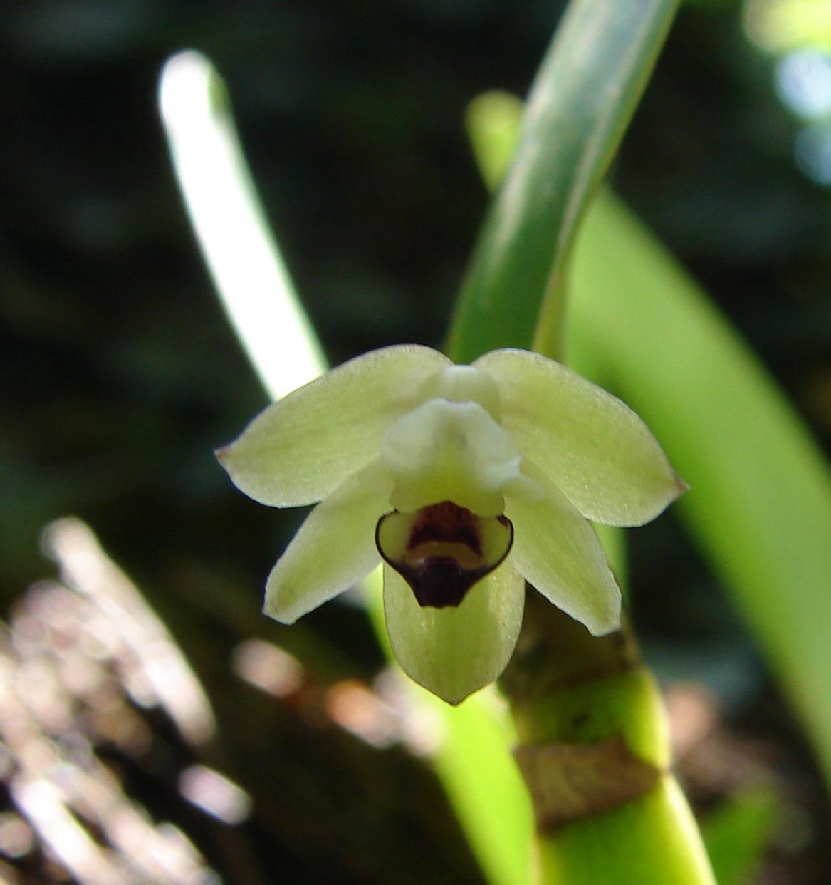 Scaphyglottis modesta image