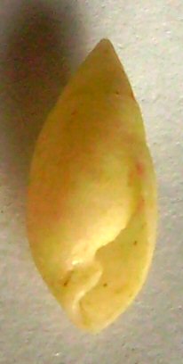 Pupa affinis