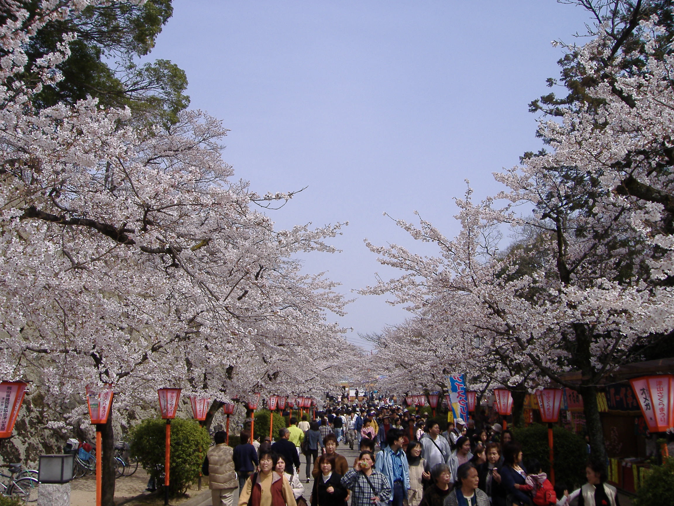 File:Tsuyama CHERRY BLOSSOM FESTIVAL.JPG - Wikipedia, the free ...