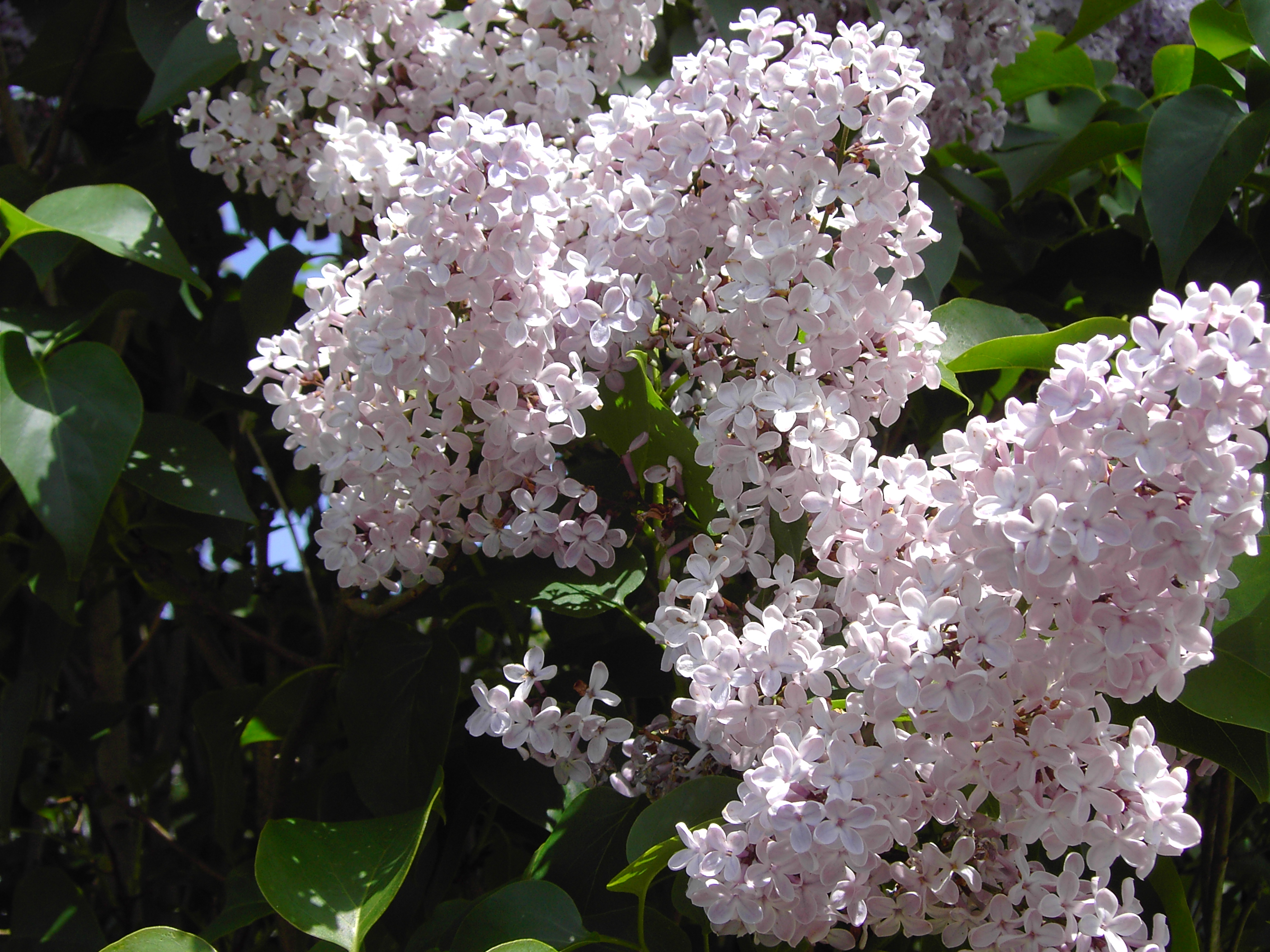 http://upload.wikimedia.org/wikipedia/commons/4/40/Lilas.JPG