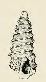 Odostomia exarata