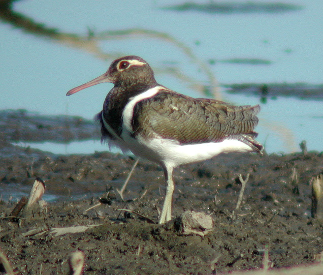 painted snipe