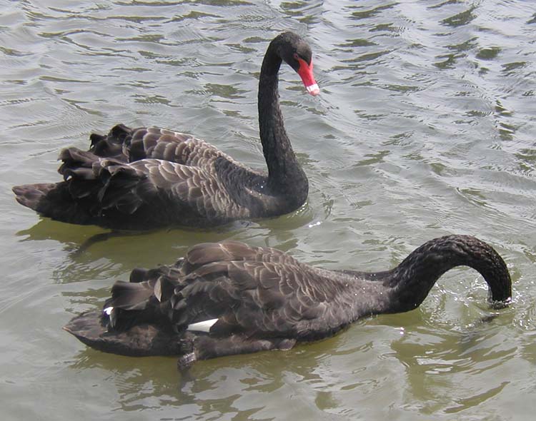 Ficheiro:Black.swans.slimb.750pix.jpg