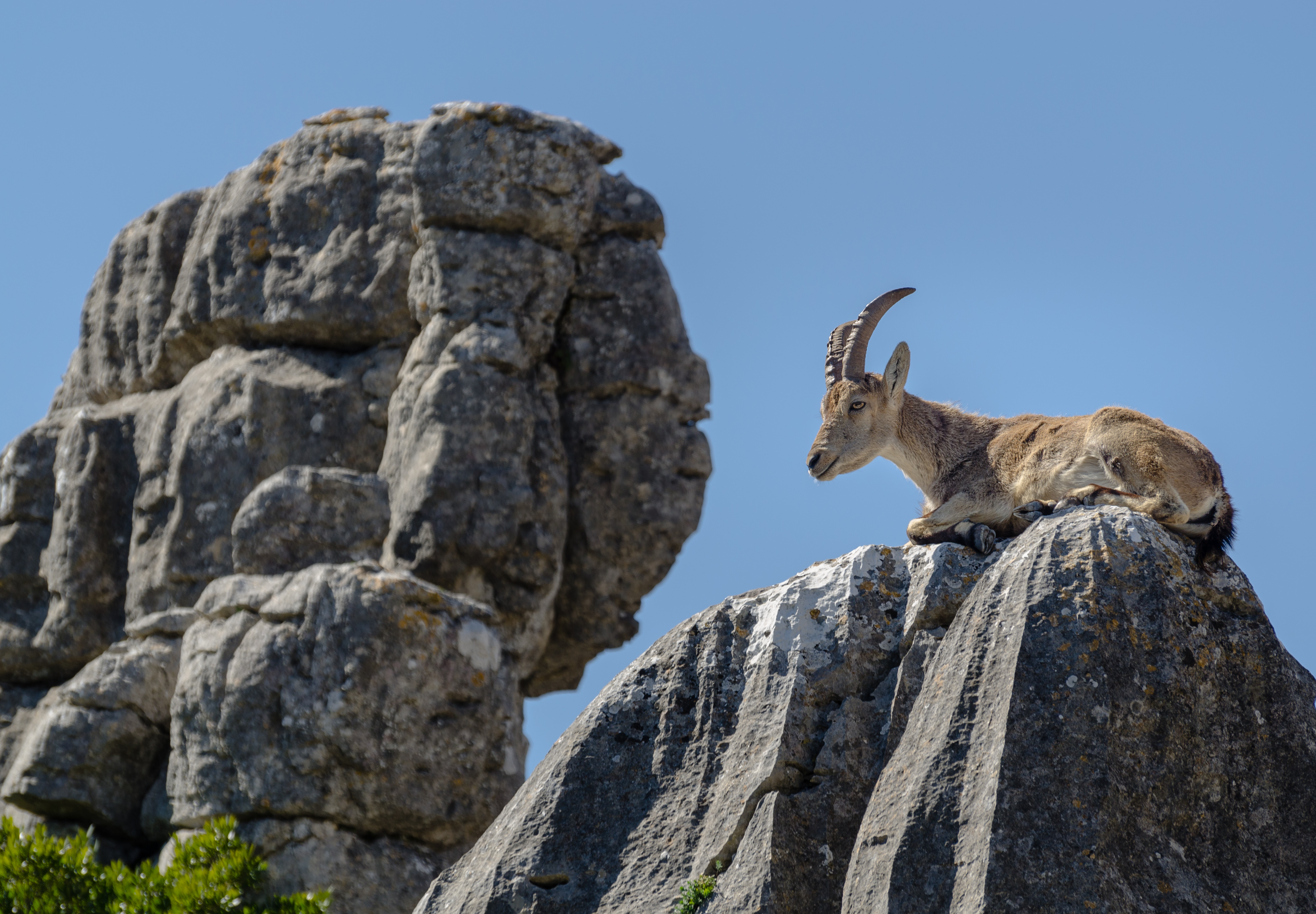 "El Torcal Iberiensteinbock 2014" by Tuxyso - Own work. Licensed under Creative Commons Attribution-Share Alike 3.0 via Wikimedia Commons - http://commons.wikimedia.org/wiki/File:El_Torcal_Iberiensteinbock_2014.jpg#mediaviewer/File:El_Torcal_Iberiensteinbock_2014.jpg