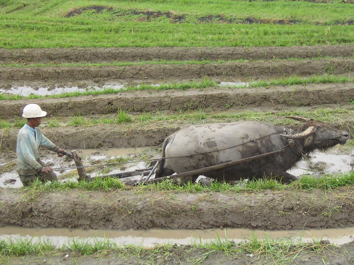 File:FarmingonIndonesia.jpg  Wikipedia, the free encyclopedia