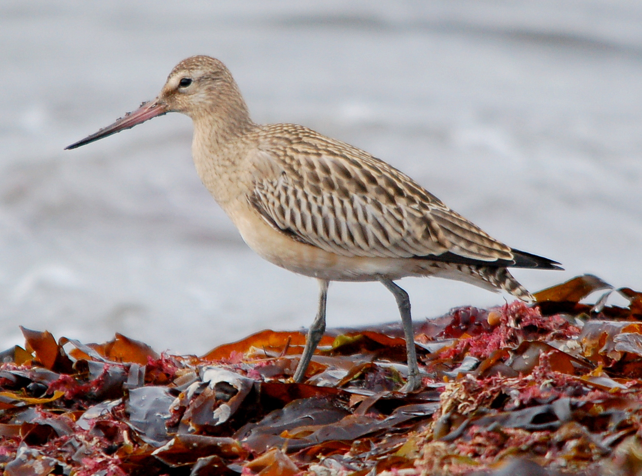 http://upload.wikimedia.org/wikipedia/commons/4/41/Limosa_lapponica_ar.JPG