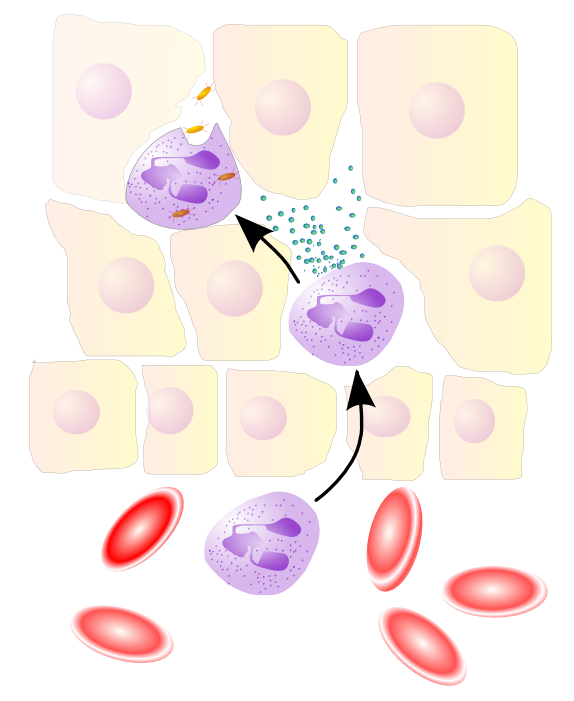 Neutrophil granulocyte migrates from the blood...