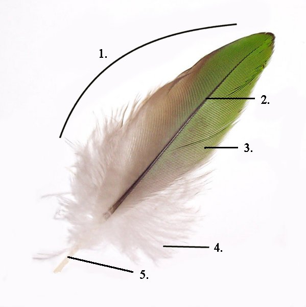 Photo Of Feather