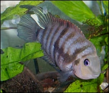 Archocentrus nigrofasciatus.jpg