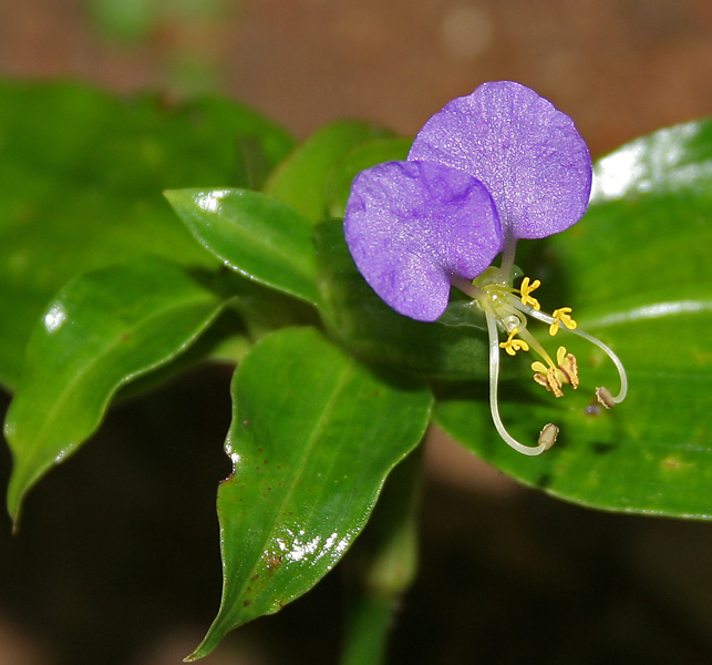 Commelina paludosa image