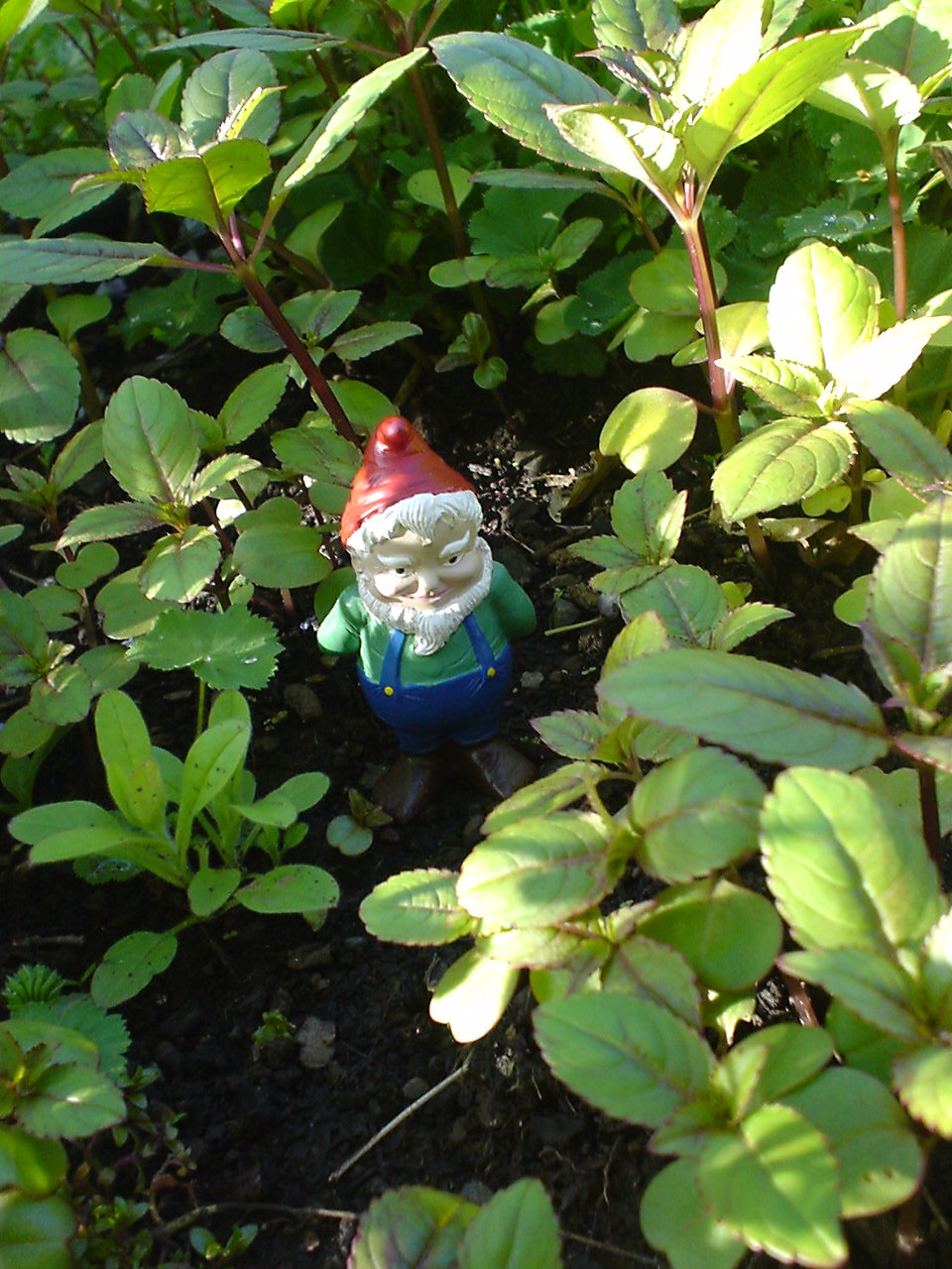 Description Small garden gnome.jpg