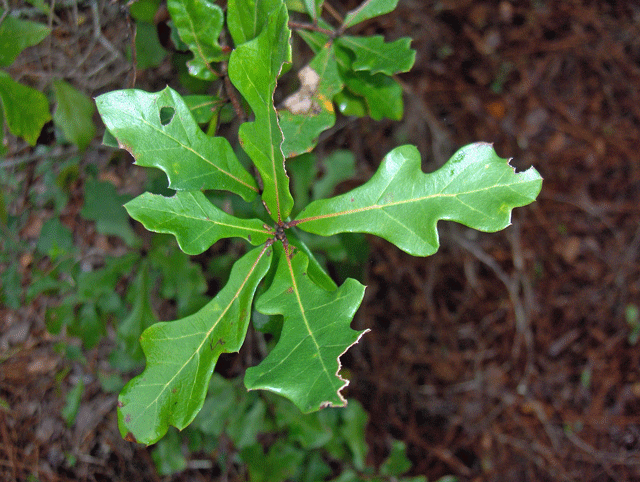 Water oak