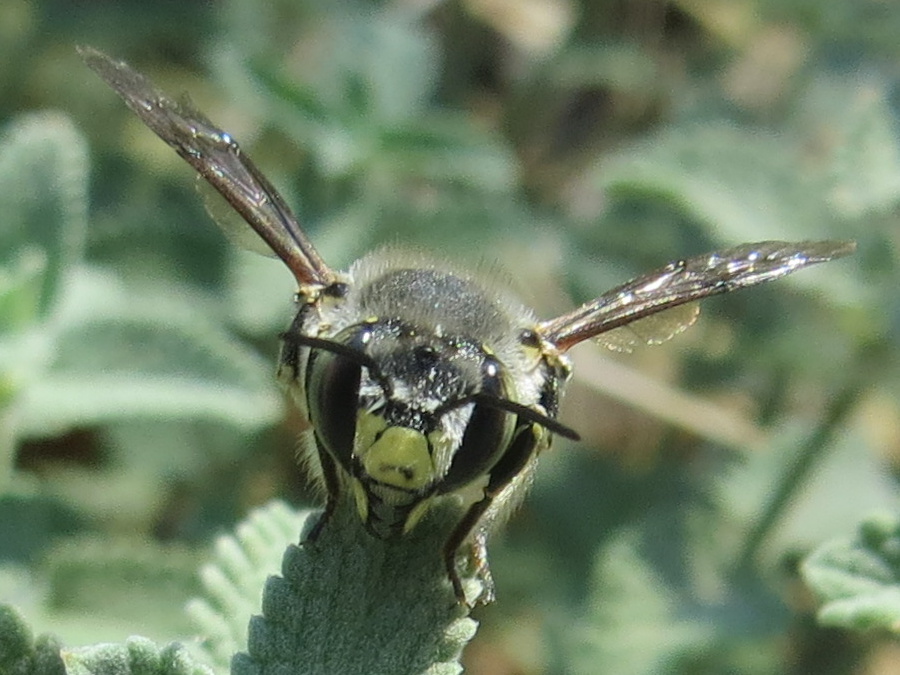 Anthidium maculosum image