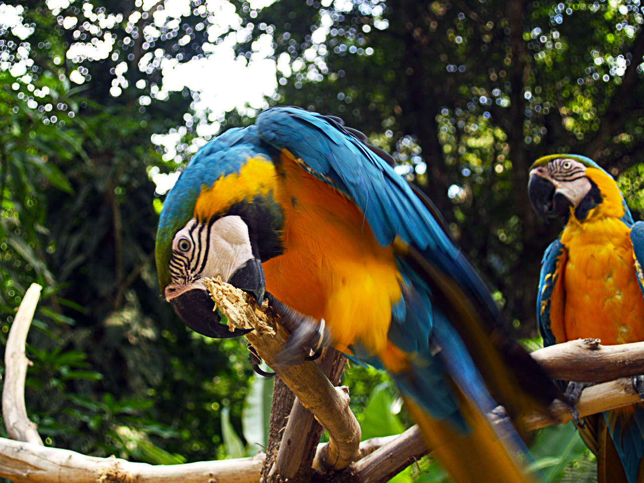 Macaws+birds