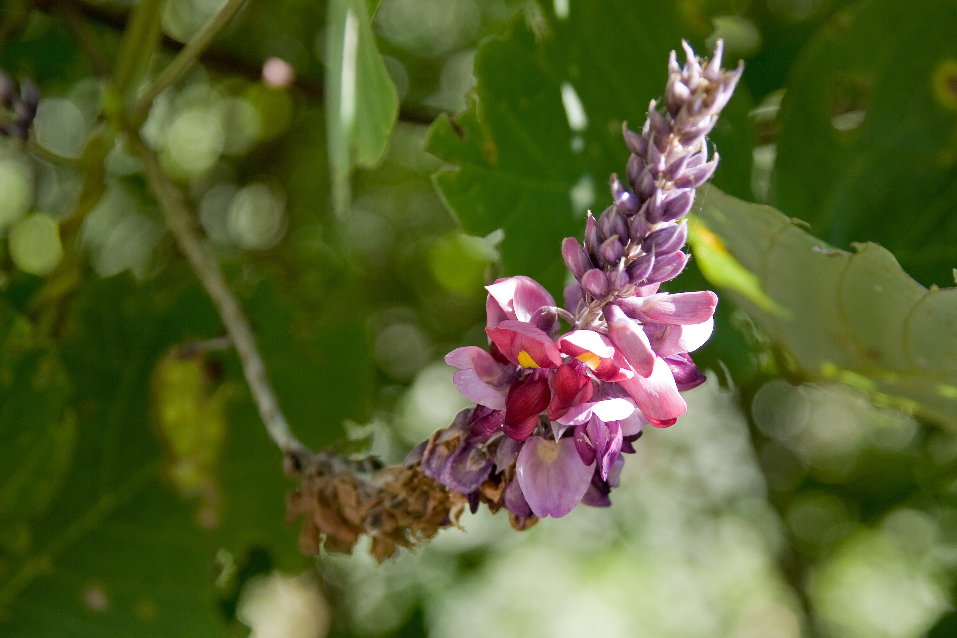 kuzu (kudzu) 