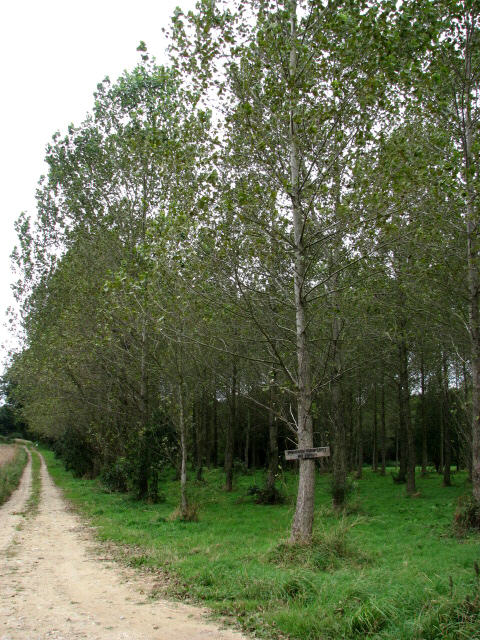 Tall poplars on private property - geograph.org.uk - 555347.jpg