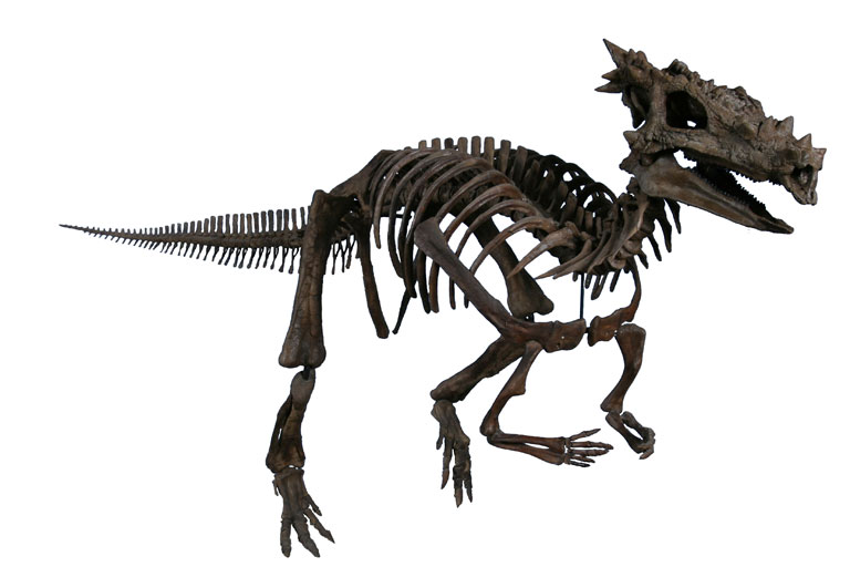 File:The Childrens Museum of Indianapolis - Dracorex skeletal reconstruction.jpg