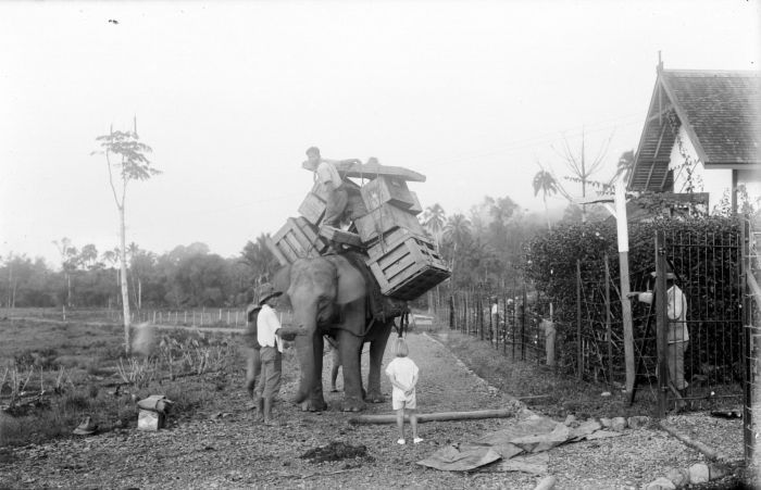 Pada masa penjajahan Belanda, gajah digunakan sebagai alat transportasi antara Geumpang dan Tangse di Aceh Pidie, Aceh. Sumber: Tropenmuseum