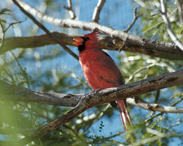 [Image: Cardinal-singing.jpg]