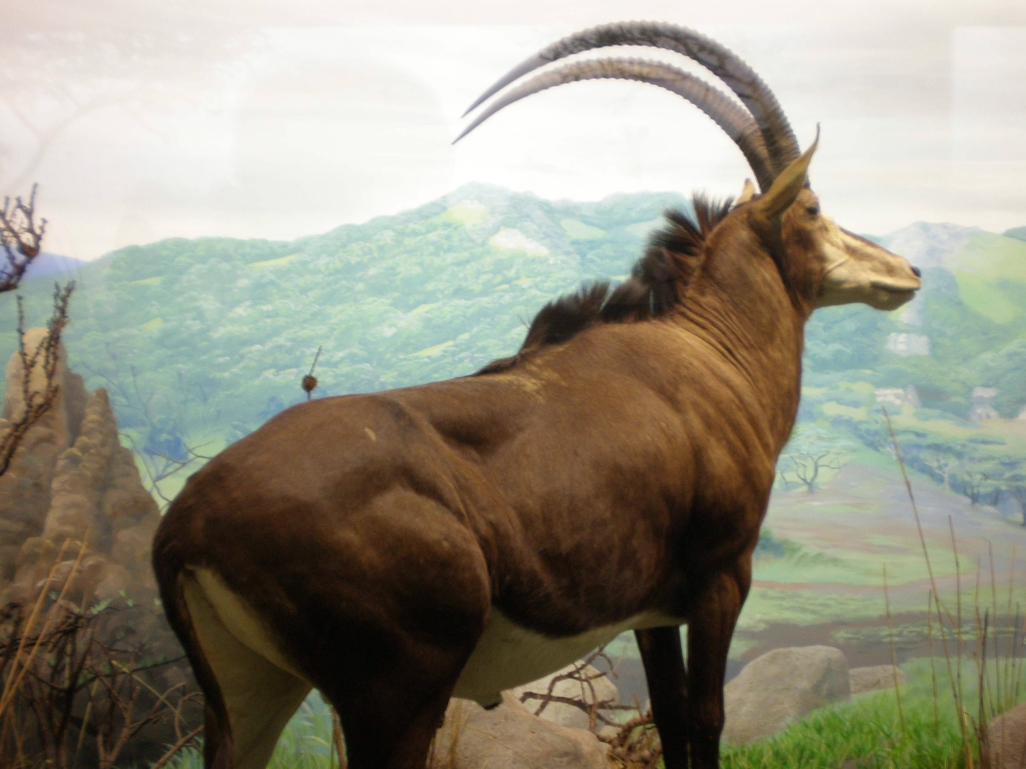 http://upload.wikimedia.org/wikipedia/commons/4/44/Sable_Antelope_CAS_1.JPG