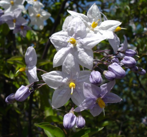 Solanum laxum or jasminoides