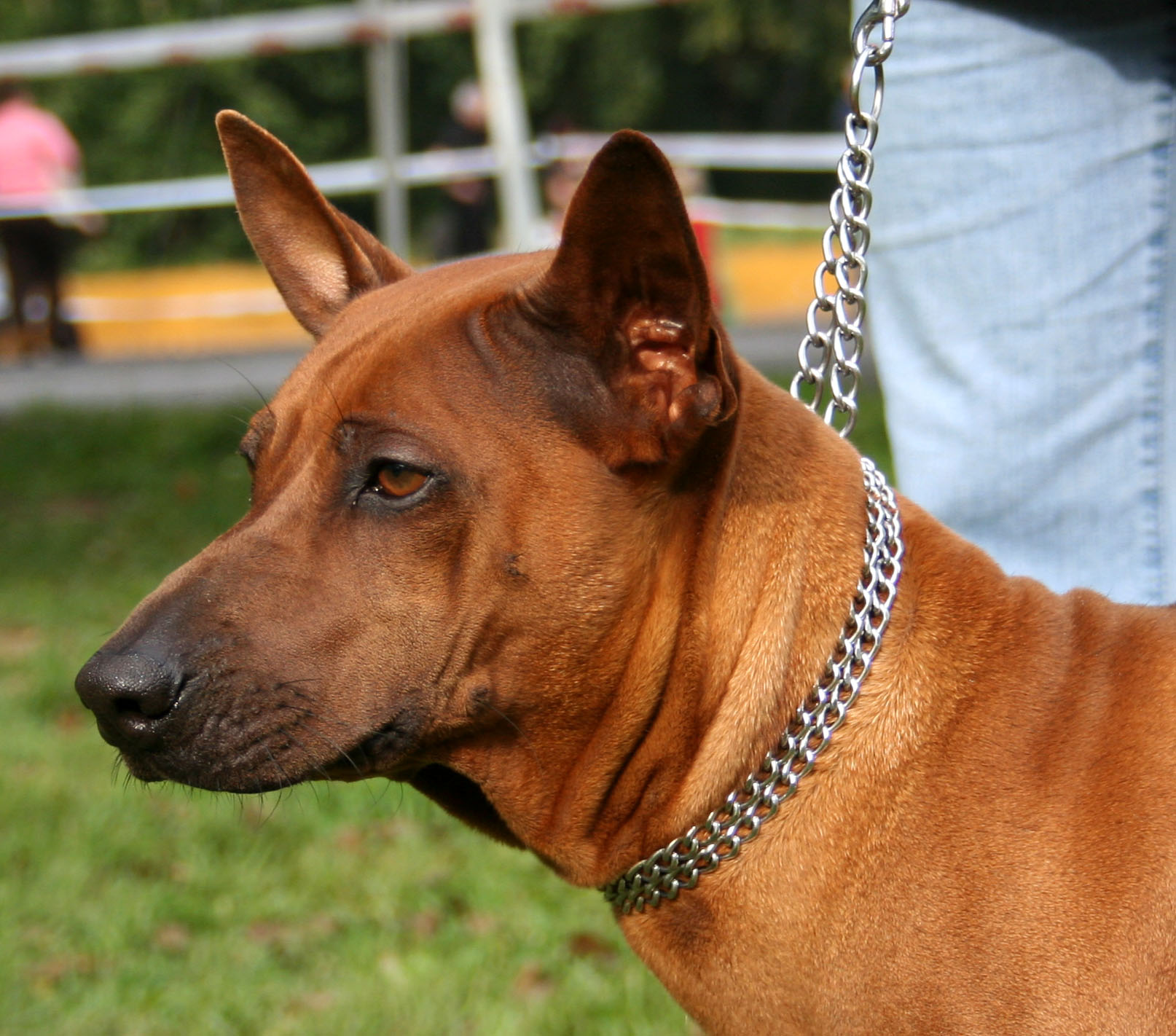 Thai_ridgeback_t444.jpg