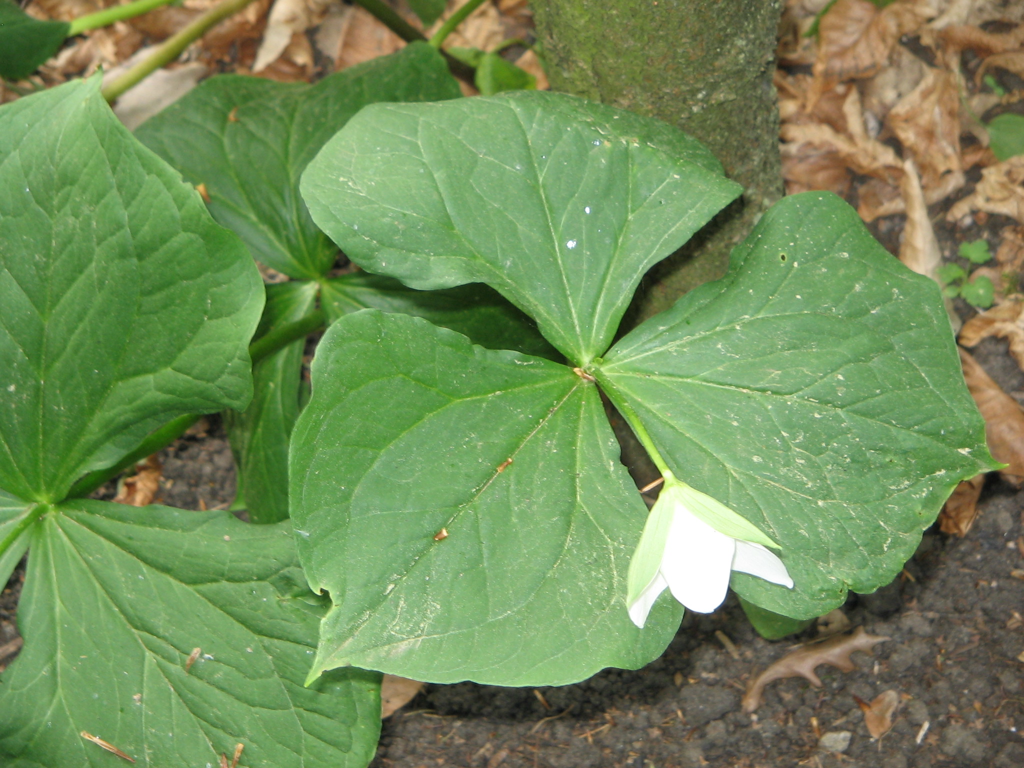 Trillium Flexipes