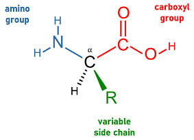 Every amino acid has the same basic structural formula, consisting of a central carbon atom (a) bonded to three major substituents: one amino group (blue), one carboxyl group (red), and one variable side chain (green). The side chain, which can range from a simple methyl group (alanine) to more complex functional groups such as a double-ringed indole (tryptophan), gives each particular amino acid its unique identity. During translation, amino acids are joined into a linear chain by condensation reactions which create peptide bonds between the carboxyl group of one amino acid and the amino group of an adjacent amino acid. The first and last amino acids in the chain are said to be N-terminal and C-terminal, respectively, in reference to the unbonded amino group of the first amino acid and the unbonded carboxyl group of the last. Amino acid generic structure.png