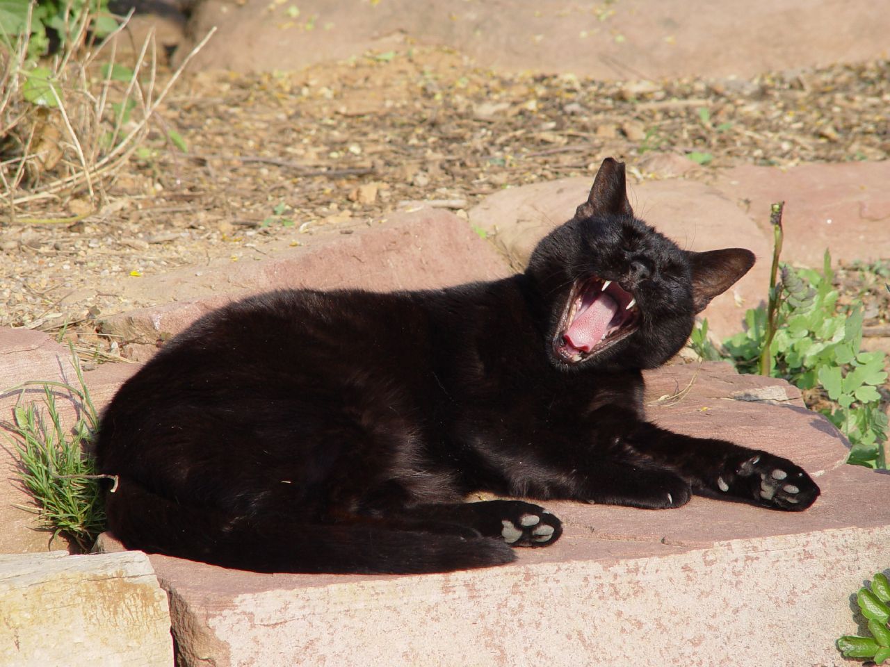 Black_cat_yawning.jpg