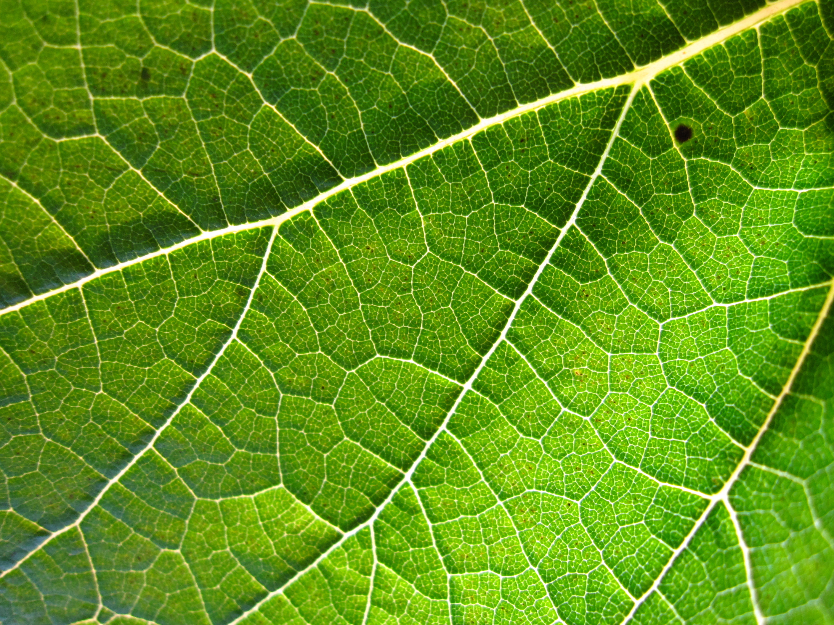 http://commons.wikimedia.org/wiki/File:Grapevine_leaf.jpg