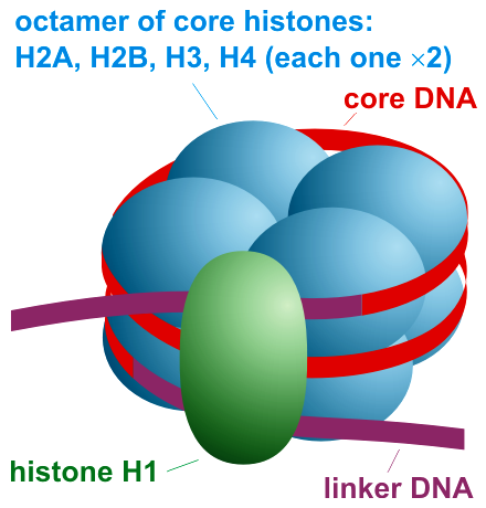 Nucleosome organization