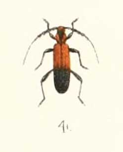 Pseuderos nigripes