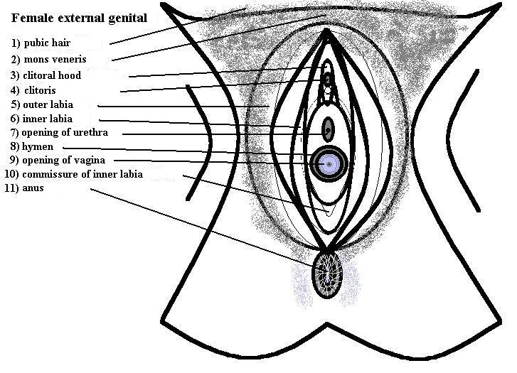File:Vulva anatomy.jpg