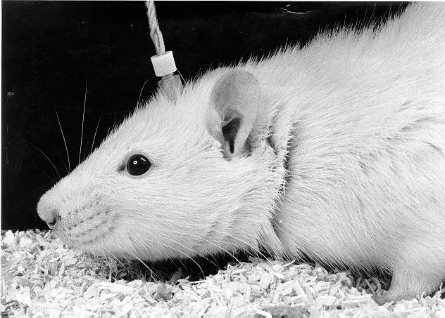 Elektróda zavedená do mozgu potkana