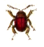 Agyrtes castaneus