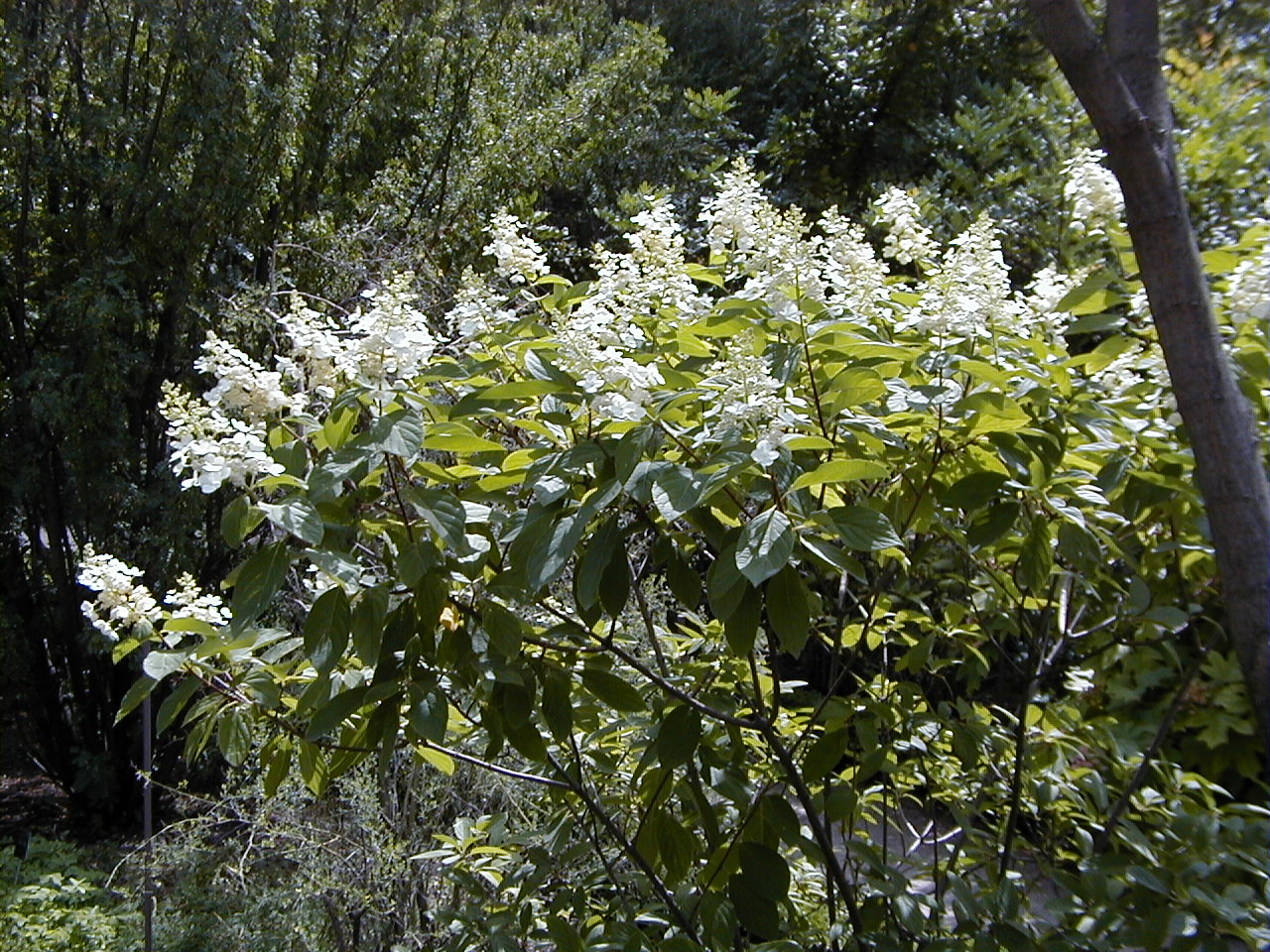 File:Hydrangea paniculata 39;Unique39;.jpg  Wikimedia Commons