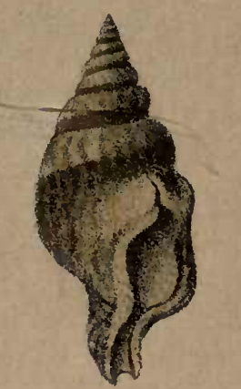 Perrona obesa