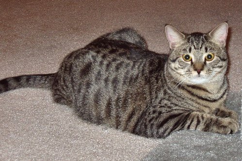 Domestic Shorthair Tabby